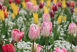郁金香,花,草地