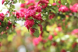鮮花,花園,粉紅色
