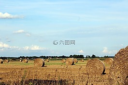 字段,收獲,農(nóng)業(yè)