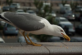 海鷗,海鳥,嘴
