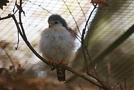脖子帶俾格米人的獵鷹,世界公園鳥,鳥