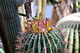 仙人掌,带动,开花