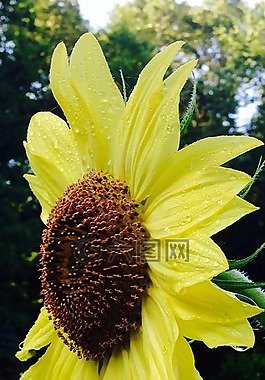 向日葵,自然,花園