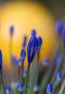 鮮花,藍(lán)色,花