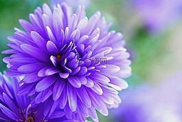 herbstaster,紫,花