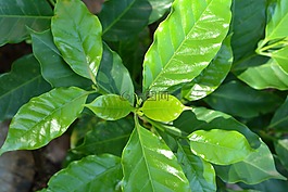 葉,自然,綠色