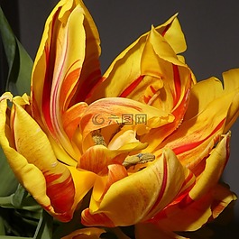 花,郁金香,充滿