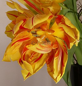 花,郁金香,關(guān)閉