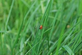 草地,草,性質(zhì)