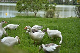 鳥,水,湖