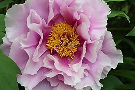 花,春天,盛開(kāi)