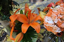 虎百合,百合,老虎黃花菜