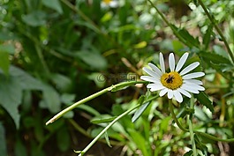 蜜蜂,花,自然