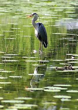蒼鷺,鳥,池塘