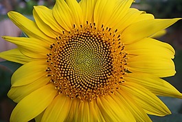 向日葵,黃色,花
