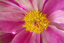 牡丹,關(guān)閉,粉紅色