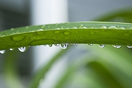 滴,雨滴,綠色的植物