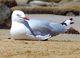 鳥,海,飛行