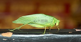 昆蟲,宏,性質(zhì)