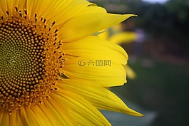 向日葵,花瓣,黃色