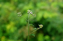 天性,雜草,花