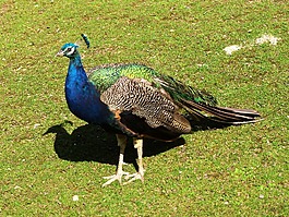 孔雀,鳥,動物
