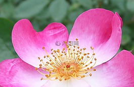 玫瑰,花,粉紅色