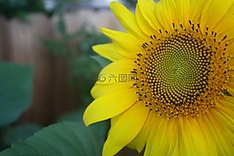 向日葵,花瓣,黃色