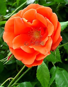 玫瑰,橙,花
