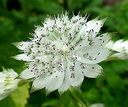花,白,性質(zhì)