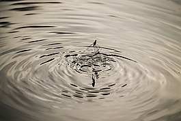 池塘,水,水蚤