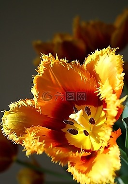 郁金香,植物群,鮮花