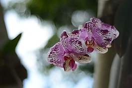 蘭花,花,植物