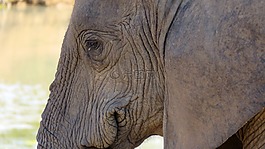 象,自然,野生動物