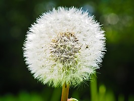 蒲公英,花,指出花