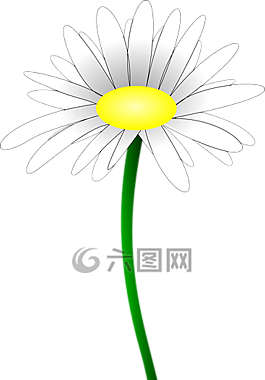雛菊,花,瑪格麗特 ·