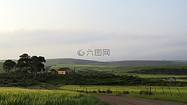 农场,小麦,国家