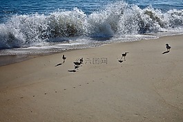 海灘,波,鳥