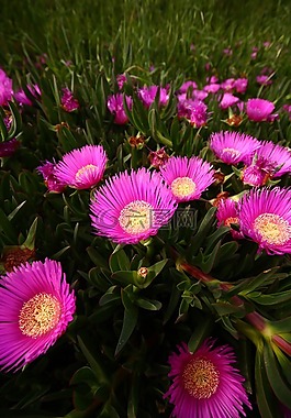 花卉,宏,紫色