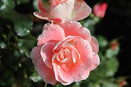 玫瑰,粉紅色,鮮花