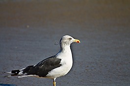 海灘,鳥,海鷗
