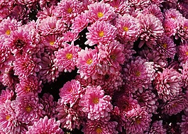 媽媽,鮮花,秋天