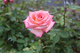 花,自然,植物區(qū)系