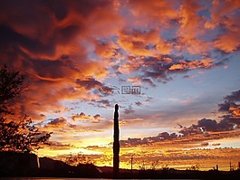 風(fēng)琴管仙人掌,日落,側(cè)影