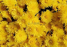 媽媽,鮮花,秋天