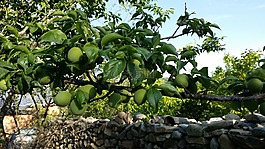 梅花,分行,李子壩