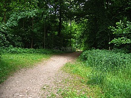 離,森林,森林路徑