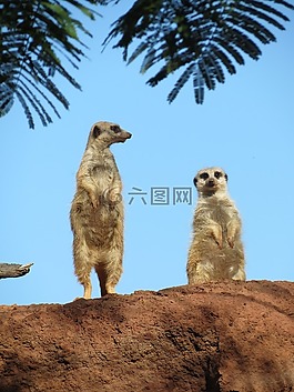 貓鼬,掃描,動(dòng)物