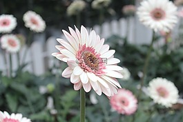 花,植物區(qū)系,自然