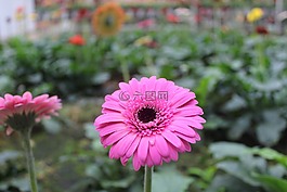 植物區(qū)系,花,自然